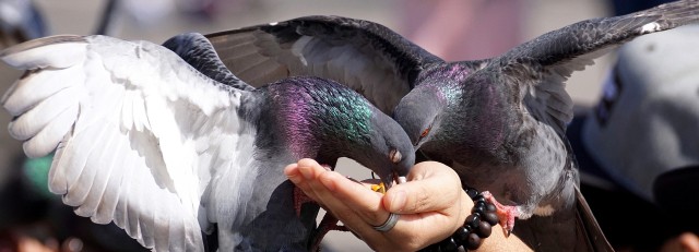 pigeons-3346415_1920.jpg